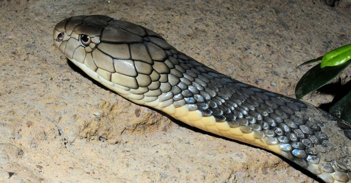 Detailed shot of the King Cobra, or Ophiophagus hannah, in its natural setting.