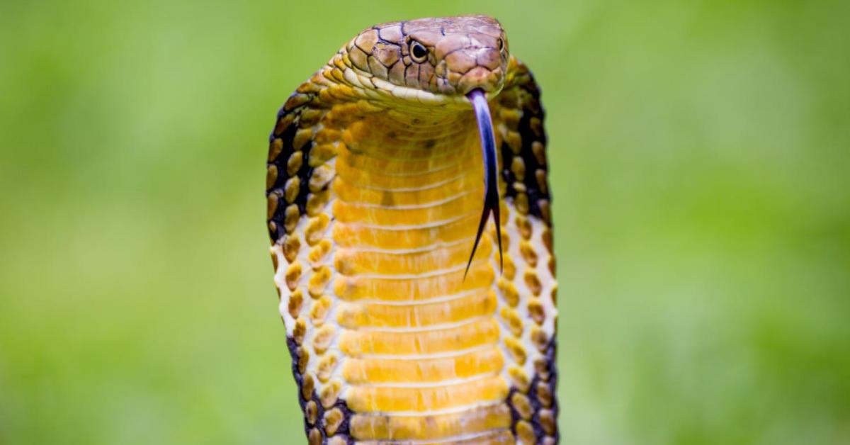 Image of the King Cobra (Ophiophagus hannah), popular in Indonesia as Ular King Cobra.