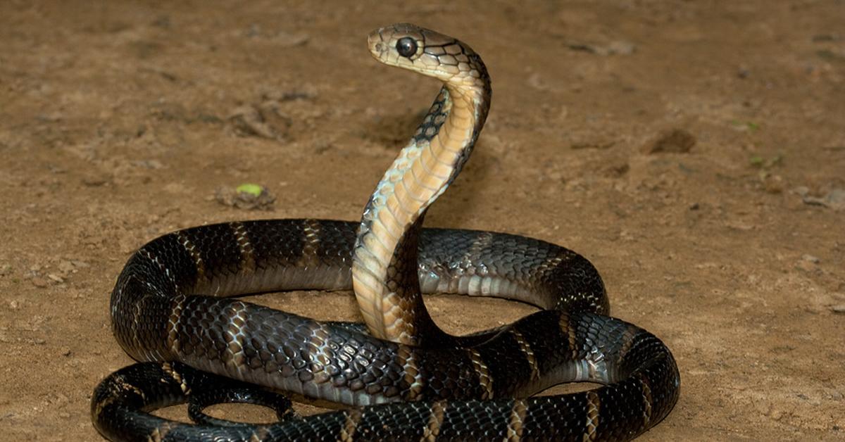 The King Cobra, an example of Ophiophagus hannah, in its natural environment.