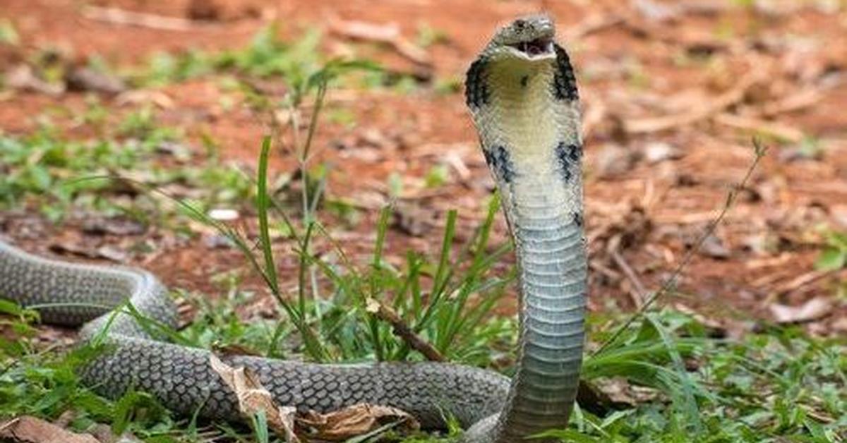 Stunning depiction of King Cobra, also referred to as Ophiophagus hannah.