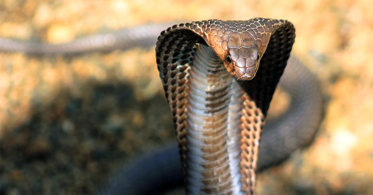 Elegant portrayal of the King Cobra, also known as Ophiophagus hannah.