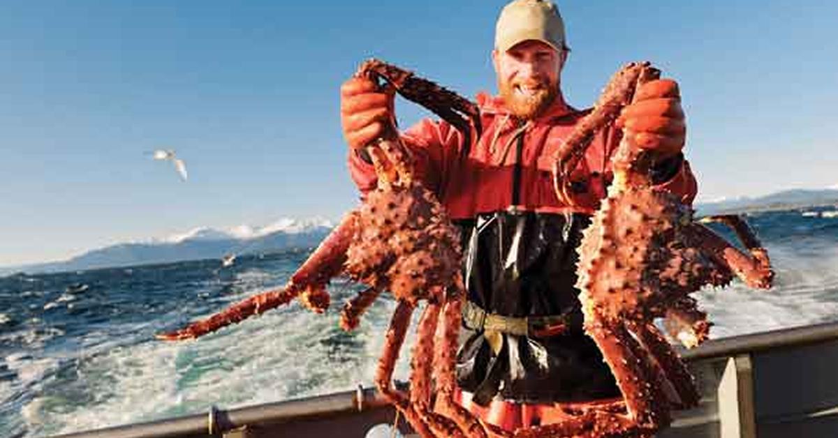 Charming view of the King Crab, in Indonesia referred to as Kepiting Raja.