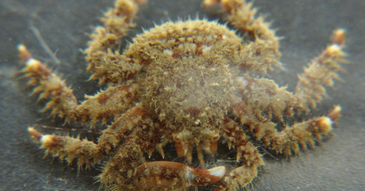 Captured beauty of the King Crab, or Lithodidae in the scientific world.