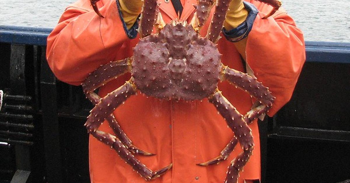 Close-up view of the King Crab, known as Kepiting Raja in Indonesian.