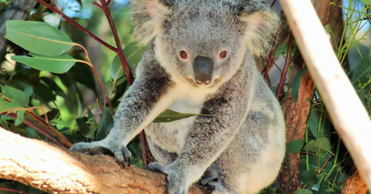 Vibrant snapshot of the Koala, commonly referred to as Koala in Indonesia.