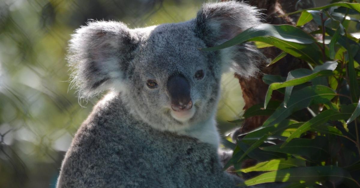 The fascinating Koala, scientifically known as Phascolarctos cinereus.