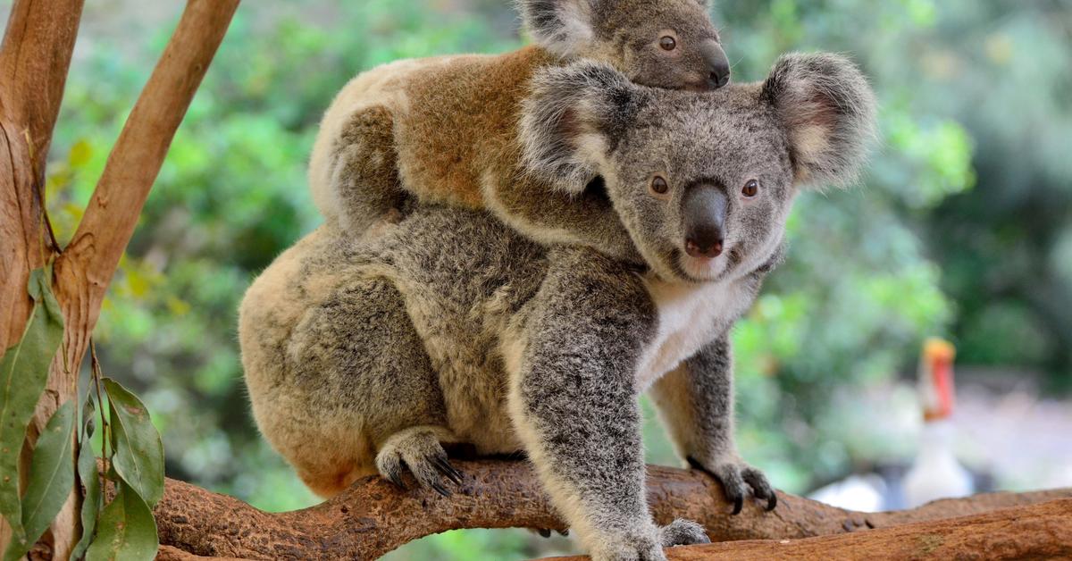 The Koala, a species known as Phascolarctos cinereus, in its natural splendor.