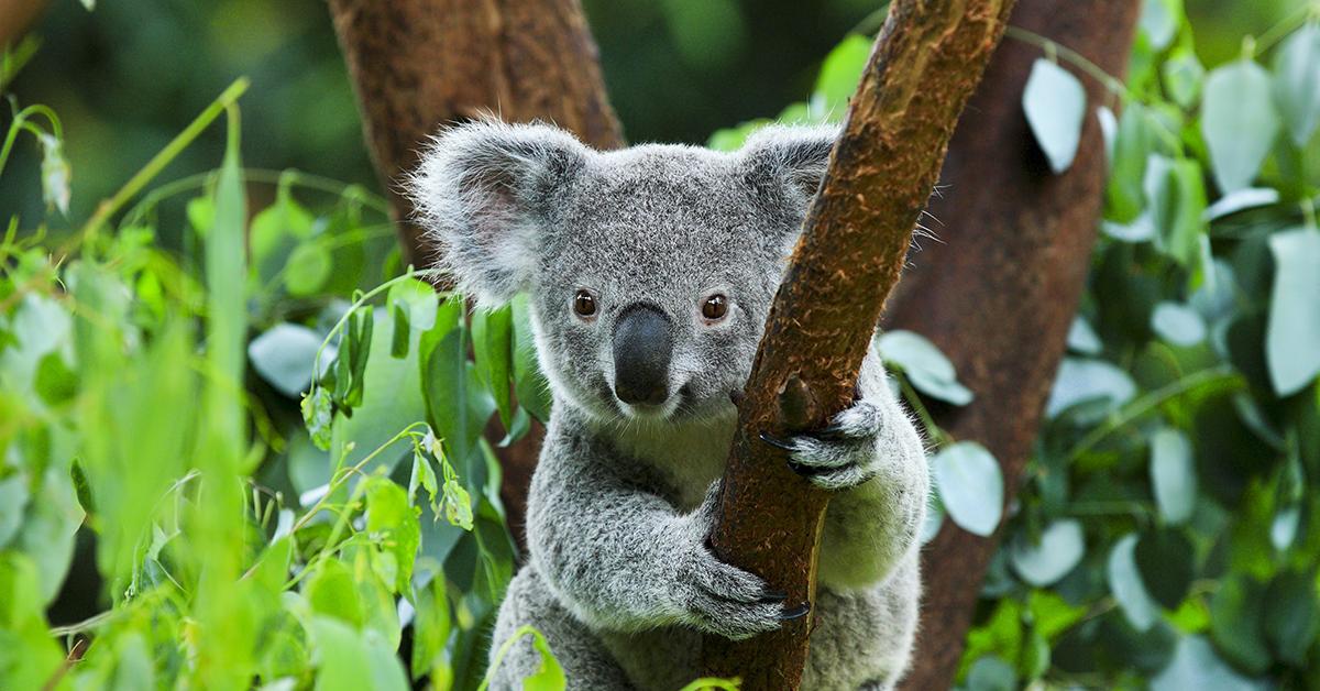 Iconic view of the Koala, or Phascolarctos cinereus, in its habitat.