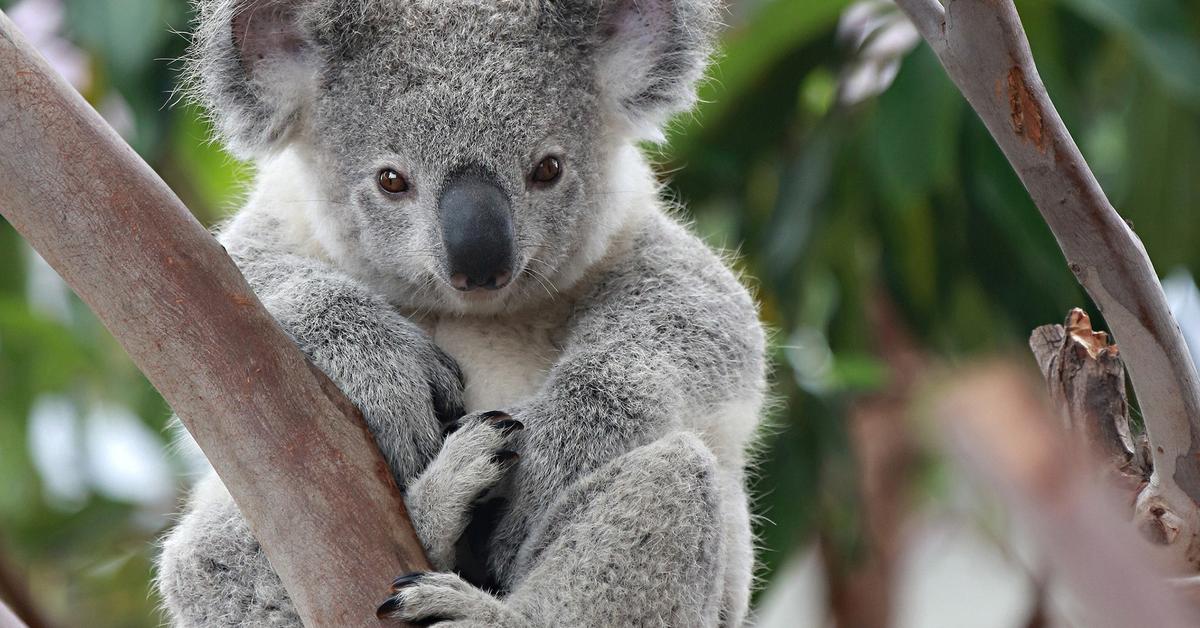 Elegant portrayal of the Koala, also known as Phascolarctos cinereus.