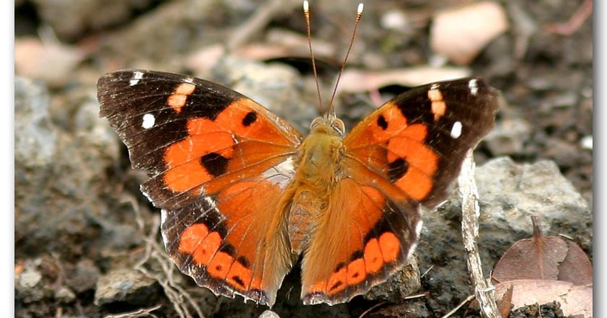 Elegant portrayal of the Kamehameha Butterfly, also known as Vanessa tameamea.