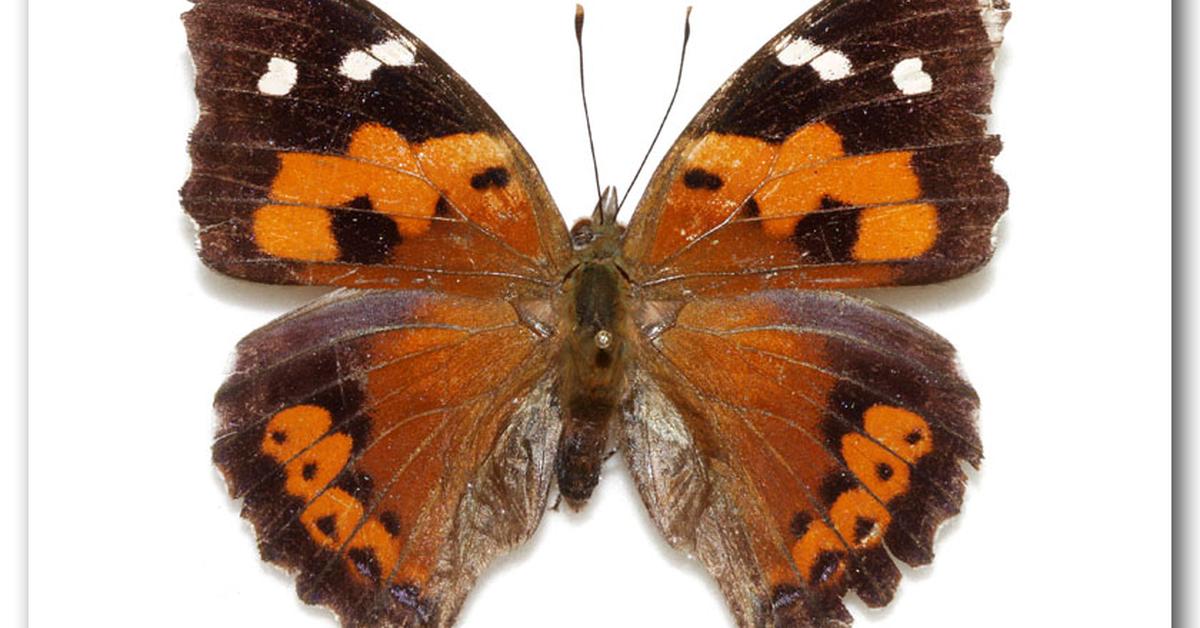 Striking appearance of the Kamehameha Butterfly, known in scientific circles as Vanessa tameamea.