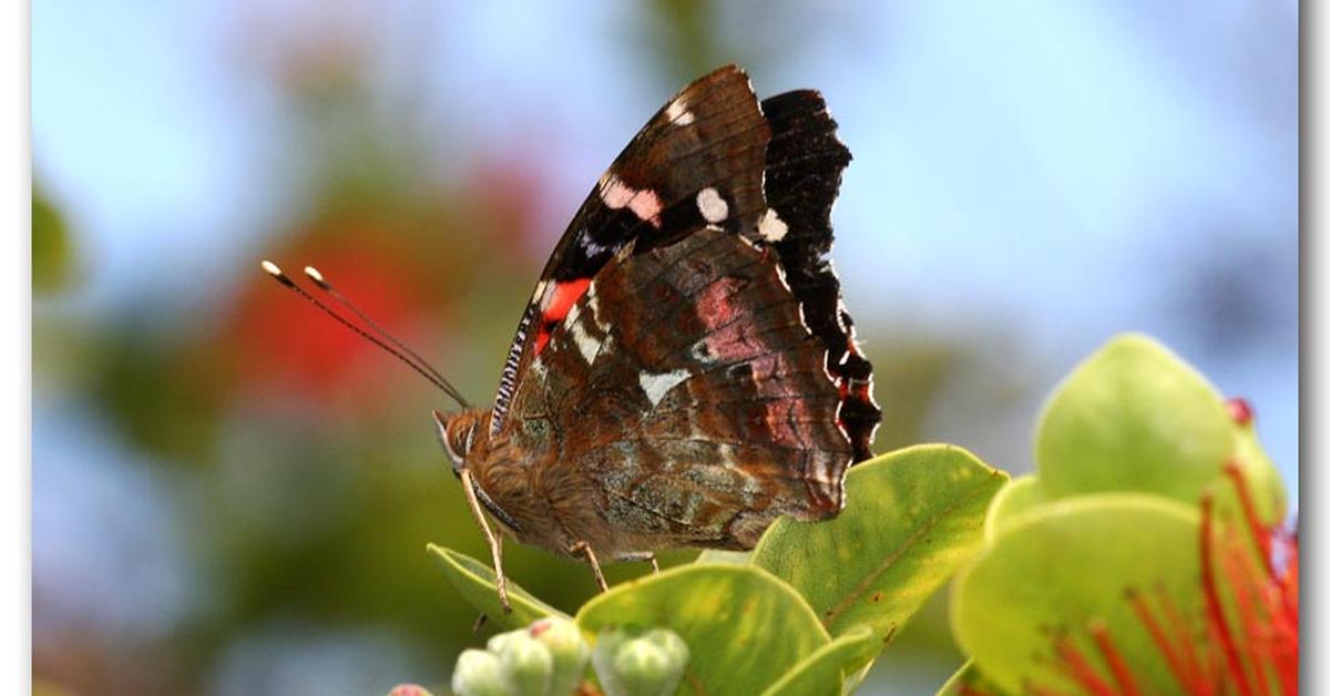 Stunning image of the Kamehameha Butterfly (Vanessa tameamea), a wonder in the animal kingdom.