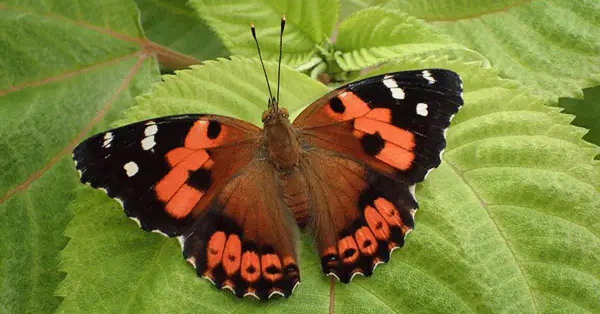 Distinctive Kamehameha Butterfly, in Indonesia known as Kupu-kupu Kamehameha, captured in this image.