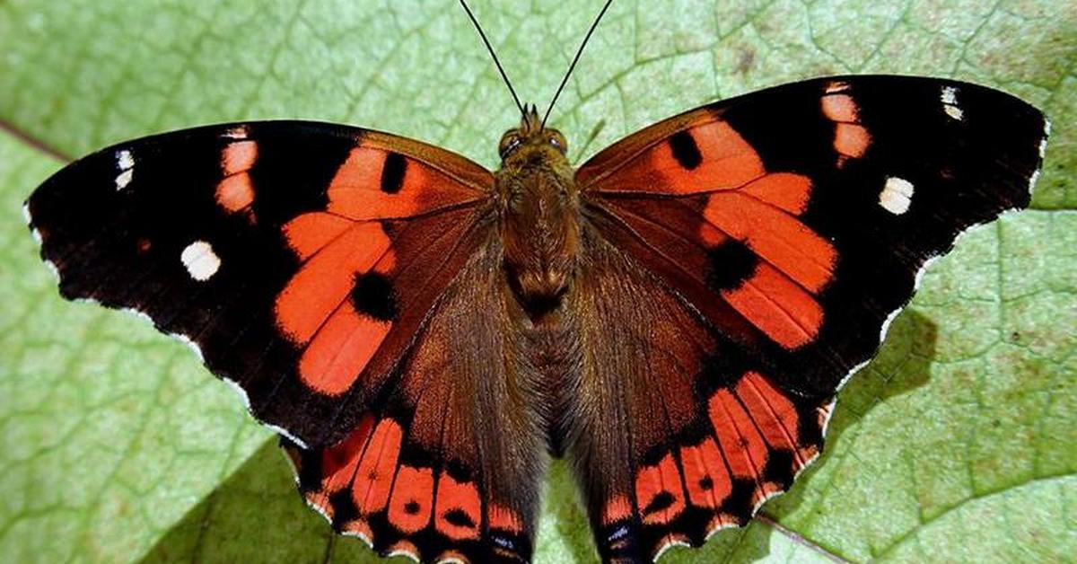 Iconic view of the Kamehameha Butterfly, or Vanessa tameamea, in its habitat.