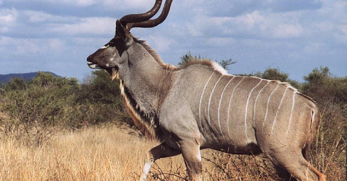 Photograph of the unique Kudu, known scientifically as Tragelaphus Strepsiceros.