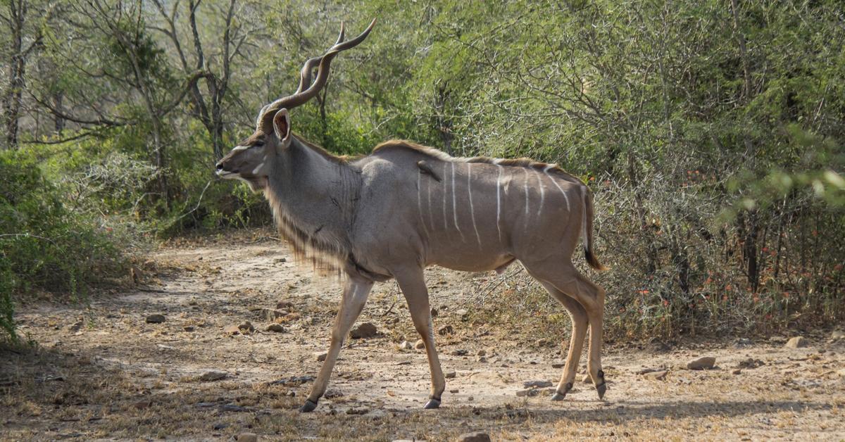 The Kudu in its natural beauty, locally called Kudu.