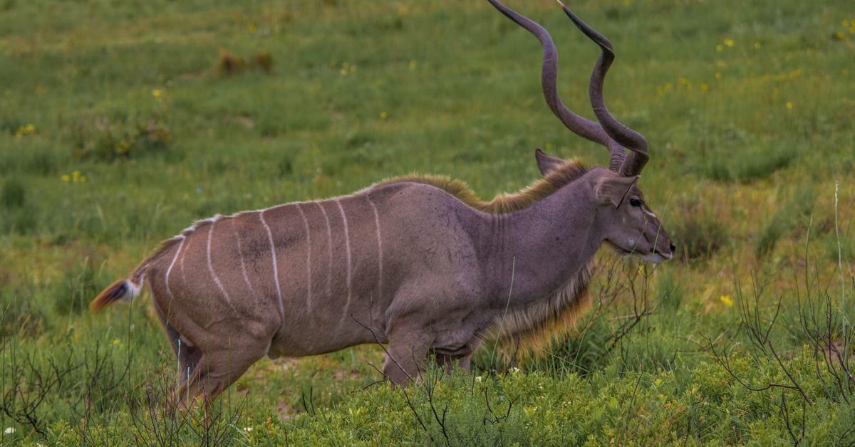 Close encounter with the Kudu, scientifically called Tragelaphus Strepsiceros.