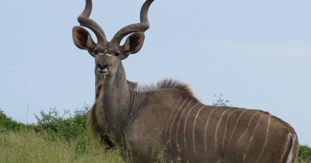 Striking appearance of the Kudu, known in scientific circles as Tragelaphus Strepsiceros.