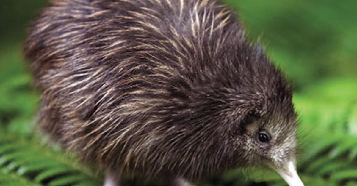 Detailed shot of the Kiwi, or Apterygidae, in its natural setting.