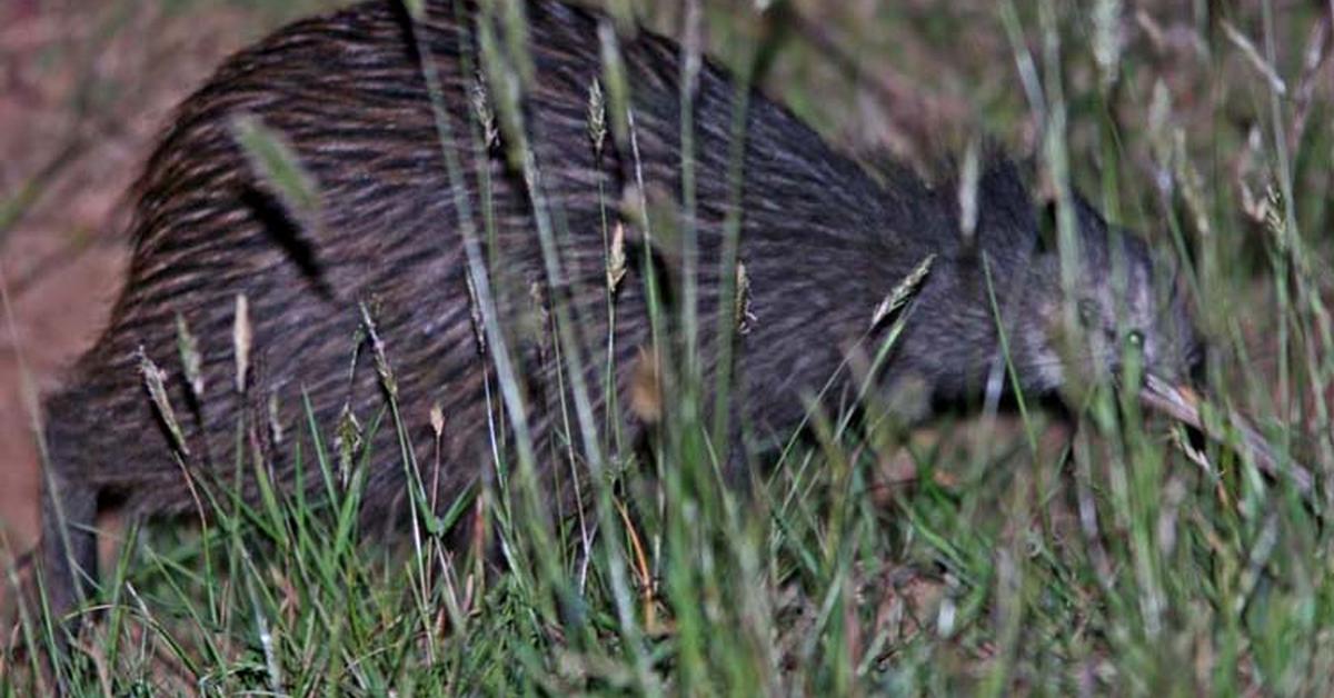 Unique portrayal of the Kiwi, also called Kiwi in Bahasa Indonesia.