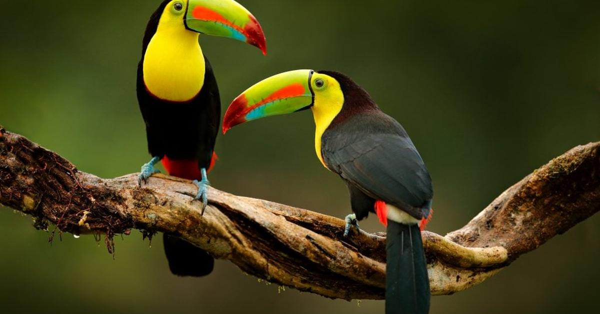 Captivating presence of the Keel-Billed Toucan, a species called Ramphastos sulfuratus.