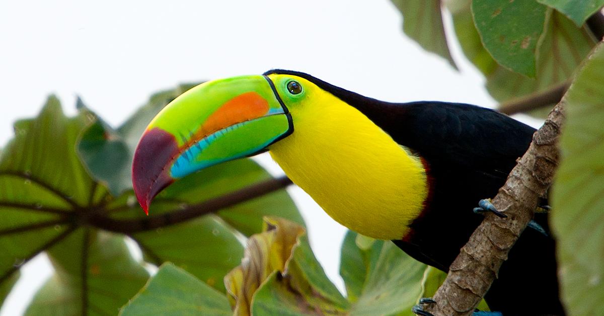 Stunning depiction of Keel-Billed Toucan, also referred to as Ramphastos sulfuratus.