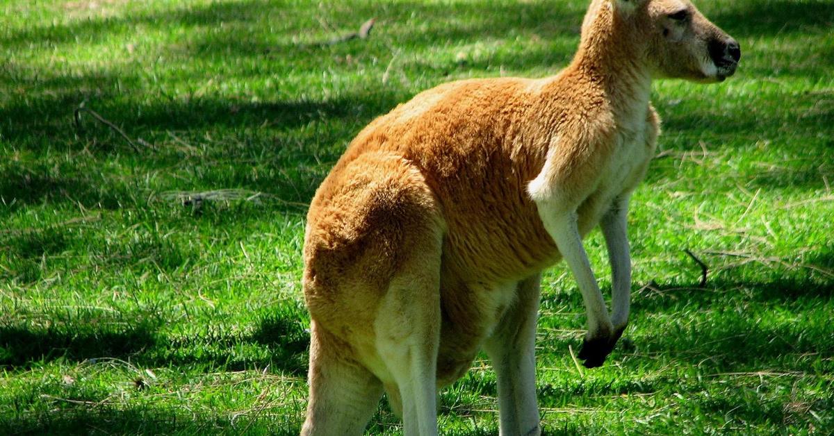 Stunning image of the Kangaroo (Ramphastidae), a wonder in the animal kingdom.