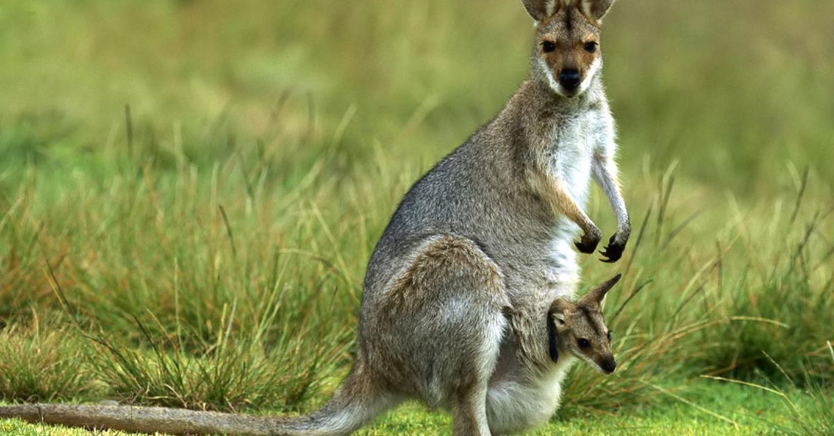 The Kangaroo, a beautiful species also known as Kanguru in Bahasa Indonesia.