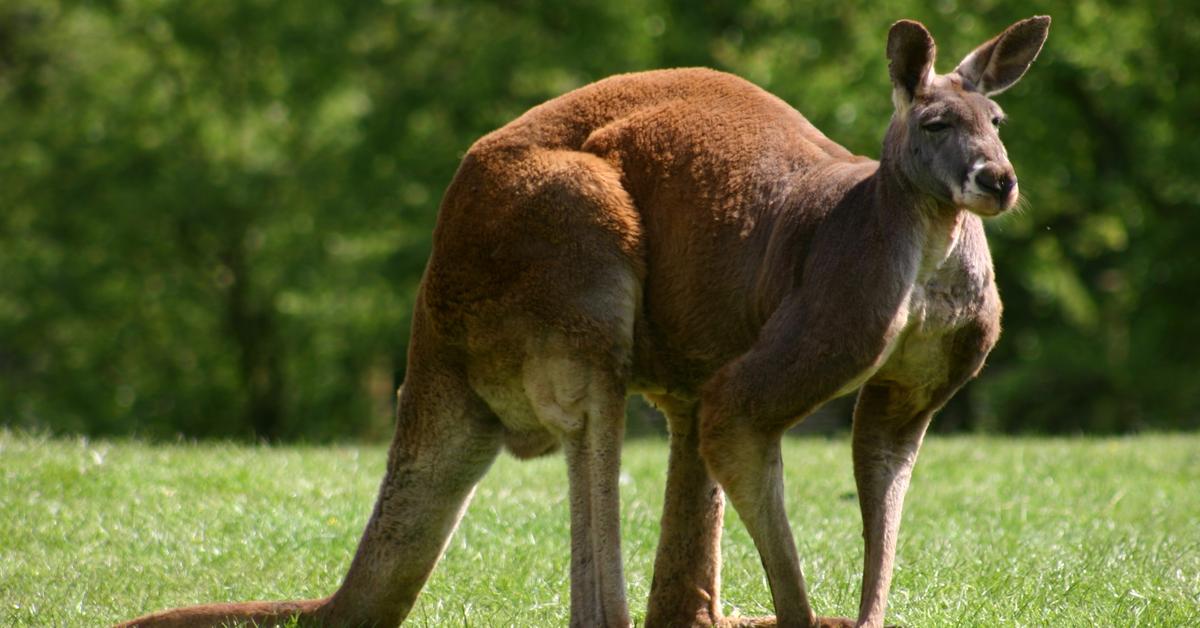 The majestic Kangaroo, also called Kanguru in Indonesia, in its glory.