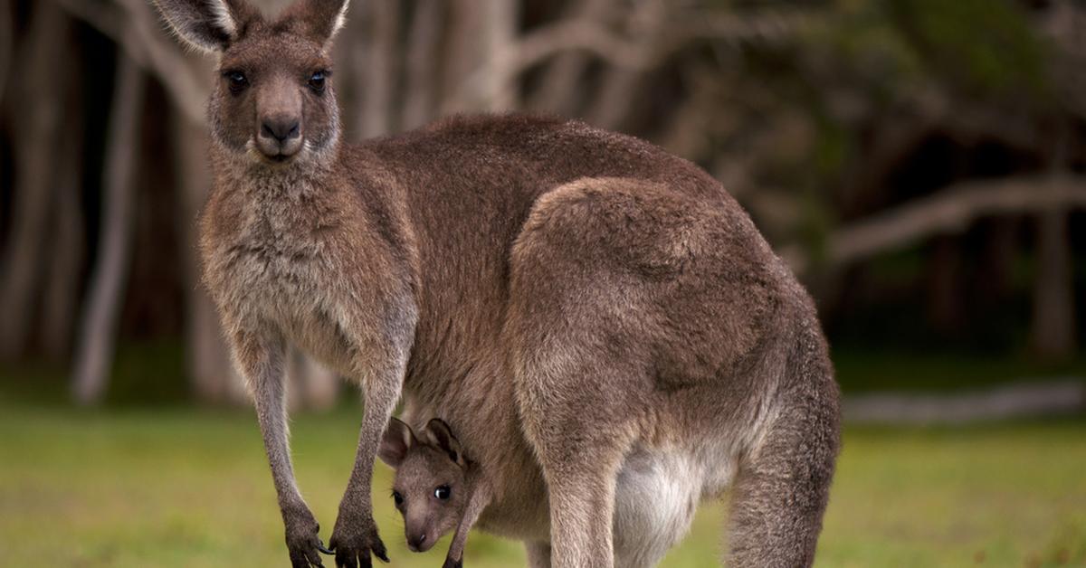 Elegant portrayal of the Kangaroo, also known as Ramphastidae.