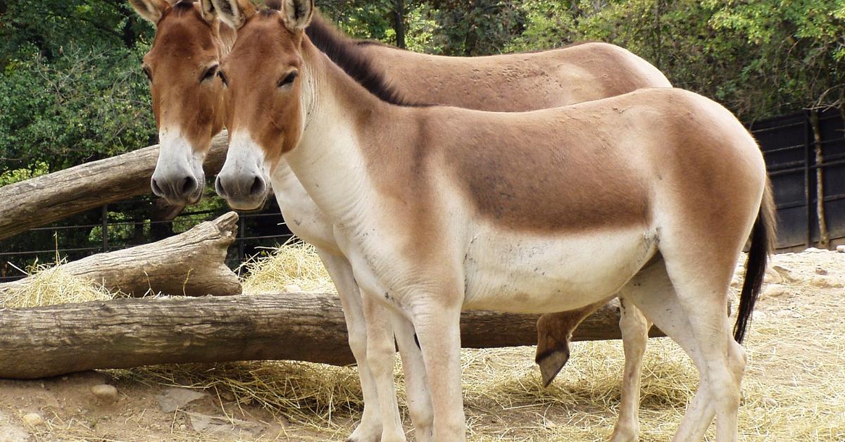 A look at the Kiang, also recognized as Kiang in Indonesian culture.