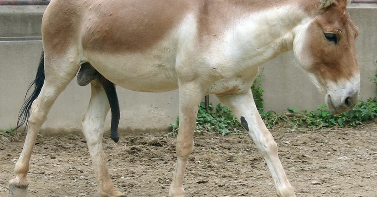 Captured beauty of the Kiang, or Equus kiang in the scientific world.