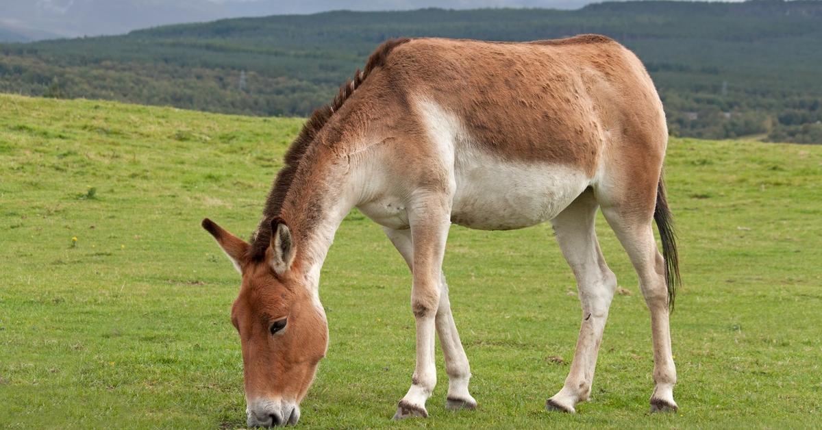 Exquisite image of Kiang, in Indonesia known as Kiang.