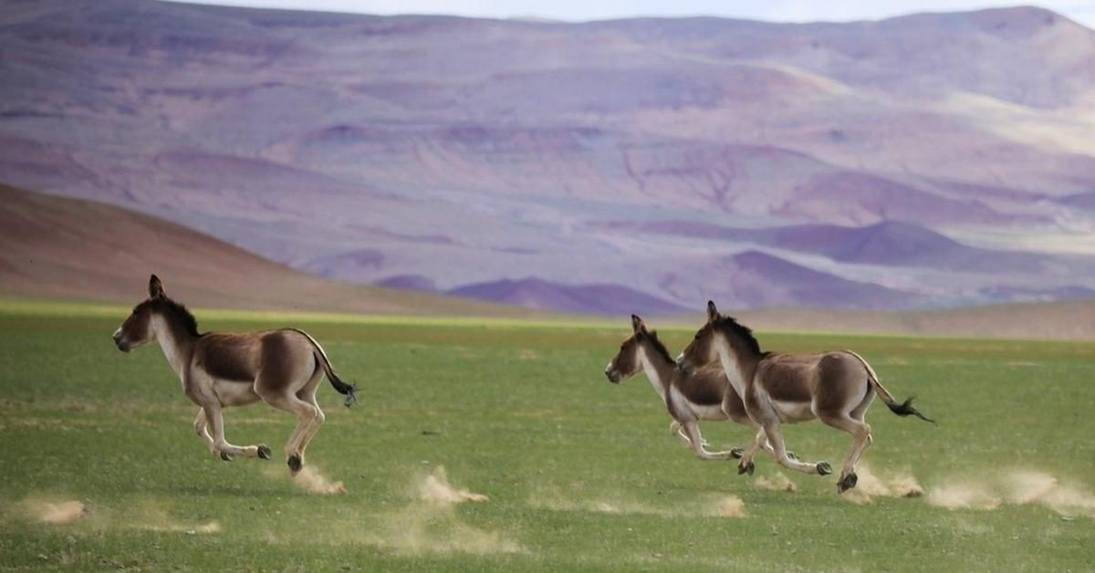 Dynamic image of the Kiang, popularly known in Indonesia as Kiang.