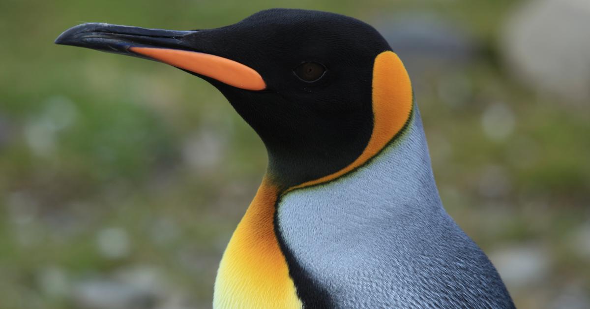 The elegant King Penguin (Aptenodytes patagonicus), a marvel of nature.