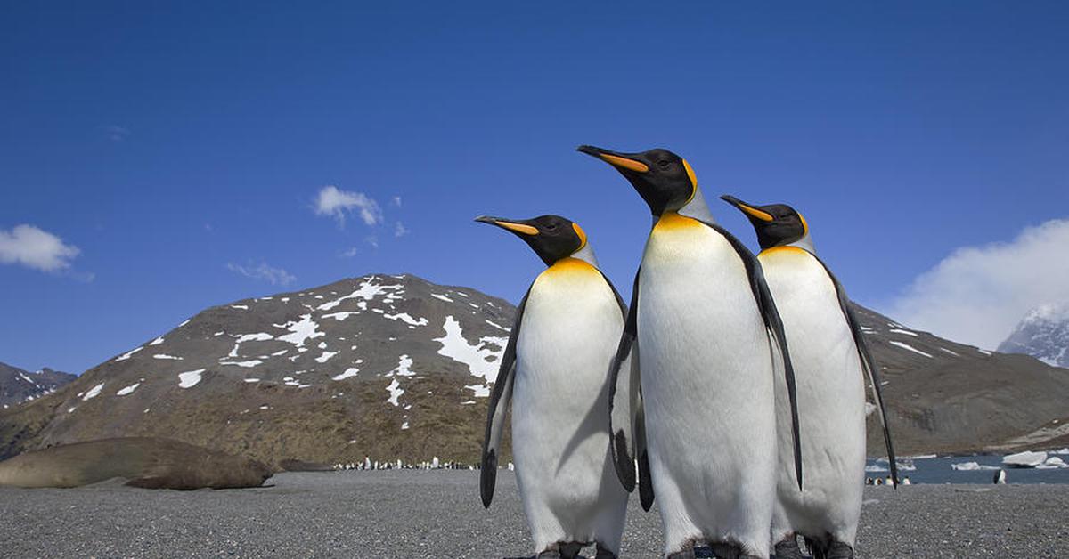 Portrait of a King Penguin, a creature known scientifically as Aptenodytes patagonicus.