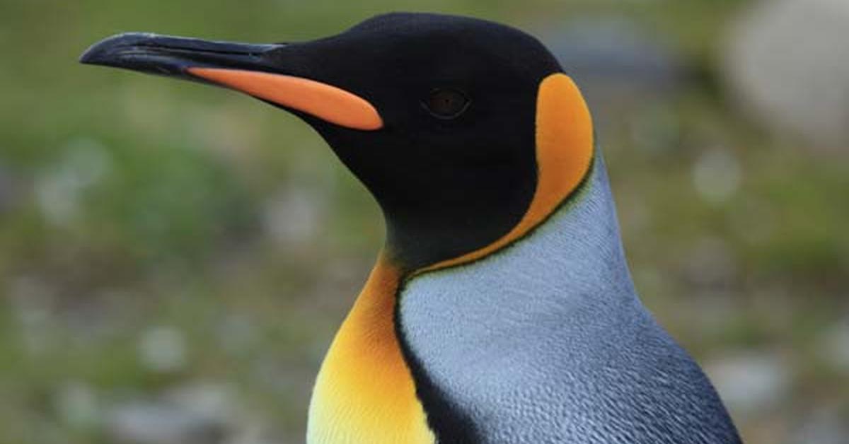 Iconic view of the King Penguin, or Aptenodytes patagonicus, in its habitat.