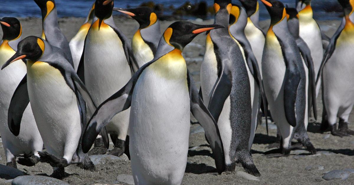 Visual representation of the King Penguin, recognized in Indonesia as Penguin Raja.