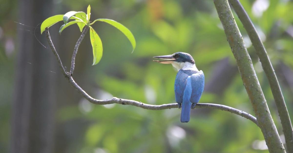 Visual representation of the Kingfisher, recognized in Indonesia as Burung Pekaka.