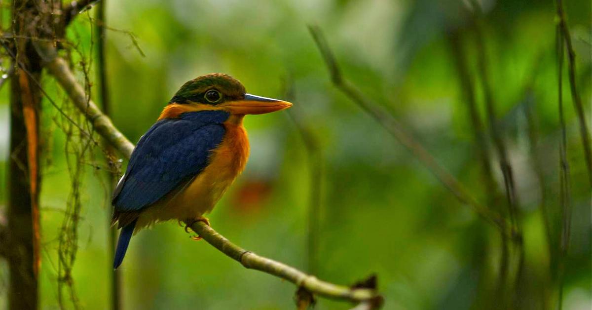 Captured beauty of the Kingfisher, or Picidae in the scientific world.