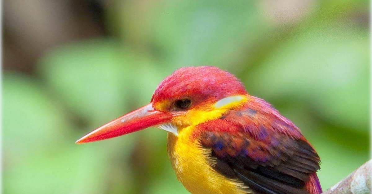 Captured moment of the Kingfisher, in Indonesia known as Burung Pekaka.