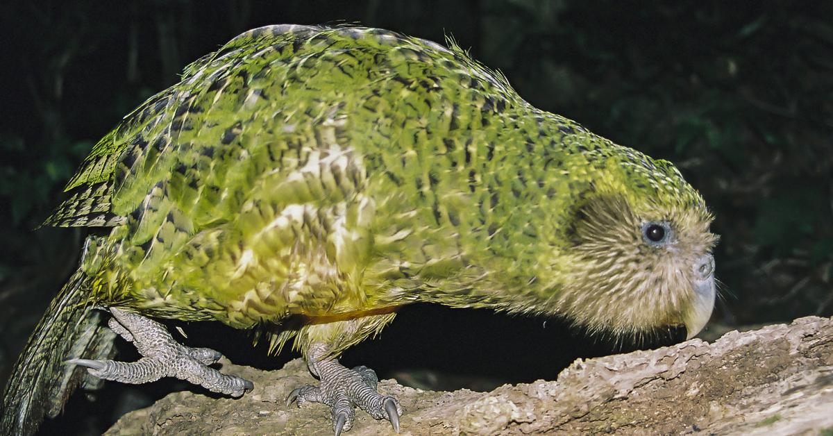 Vivid image of the Kakapo, or Kakapo in Indonesian context.