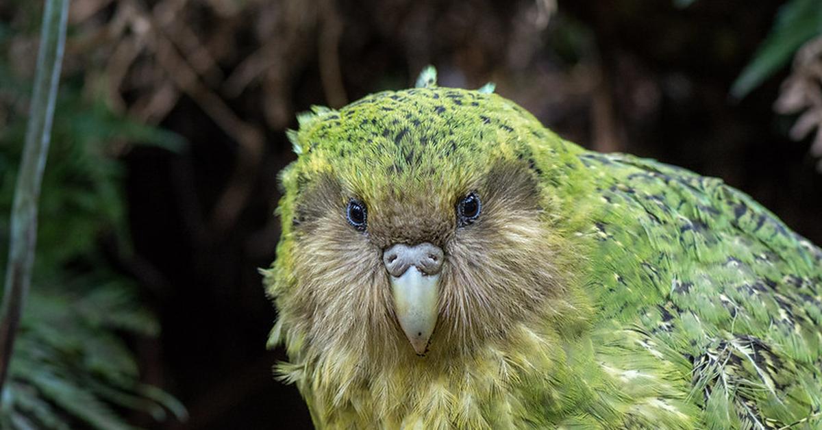 Captivating shot of the Kakapo, or Kakapo in Bahasa Indonesia.