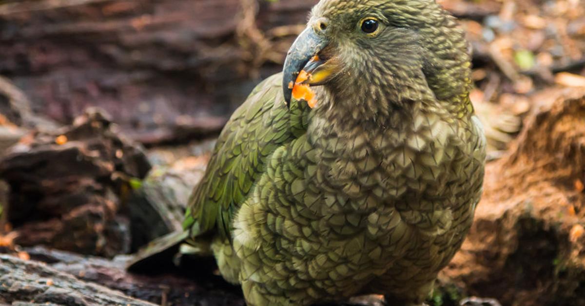 Snapshot of the intriguing Kakapo, scientifically named Strigops habroptilus.