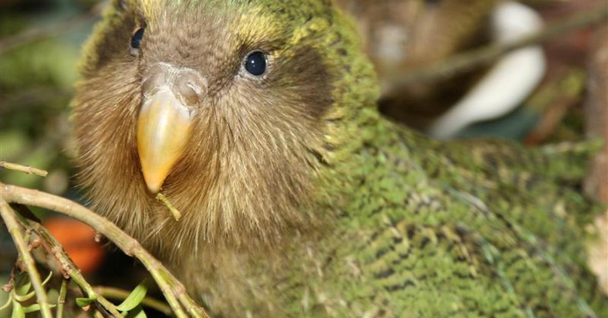 The remarkable Kakapo (Strigops habroptilus), a sight to behold.