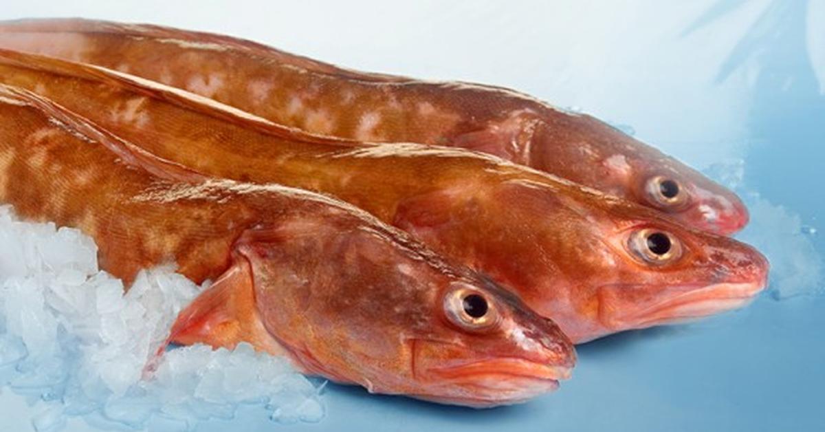 Visual representation of the Kingklip, recognized in Indonesia as Ikan Kingklip.