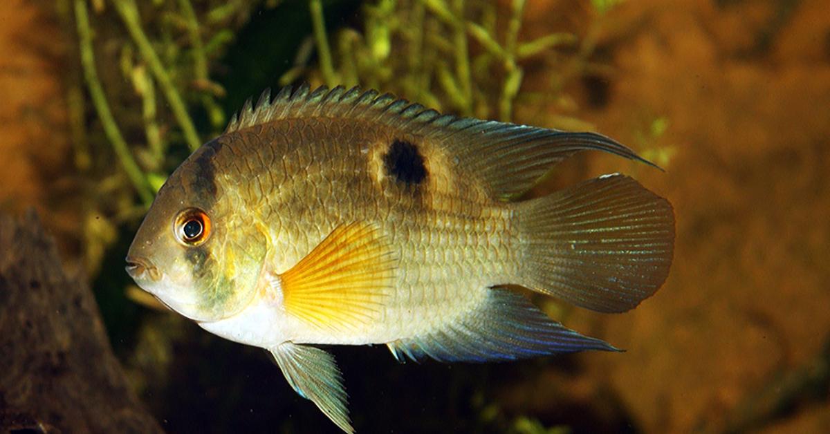 Picture of Keyhole Cichlid, known in Indonesia as Cichlid Kunci Lubang.