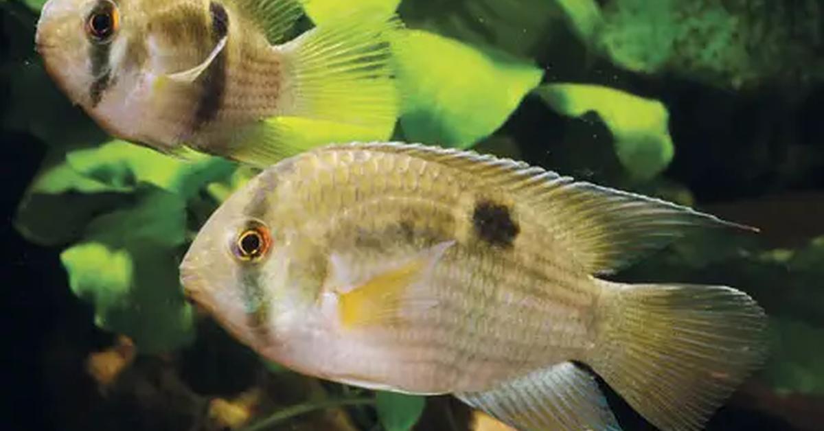 Captured beauty of the Keyhole Cichlid, or Cleithracara maronii in the scientific world.