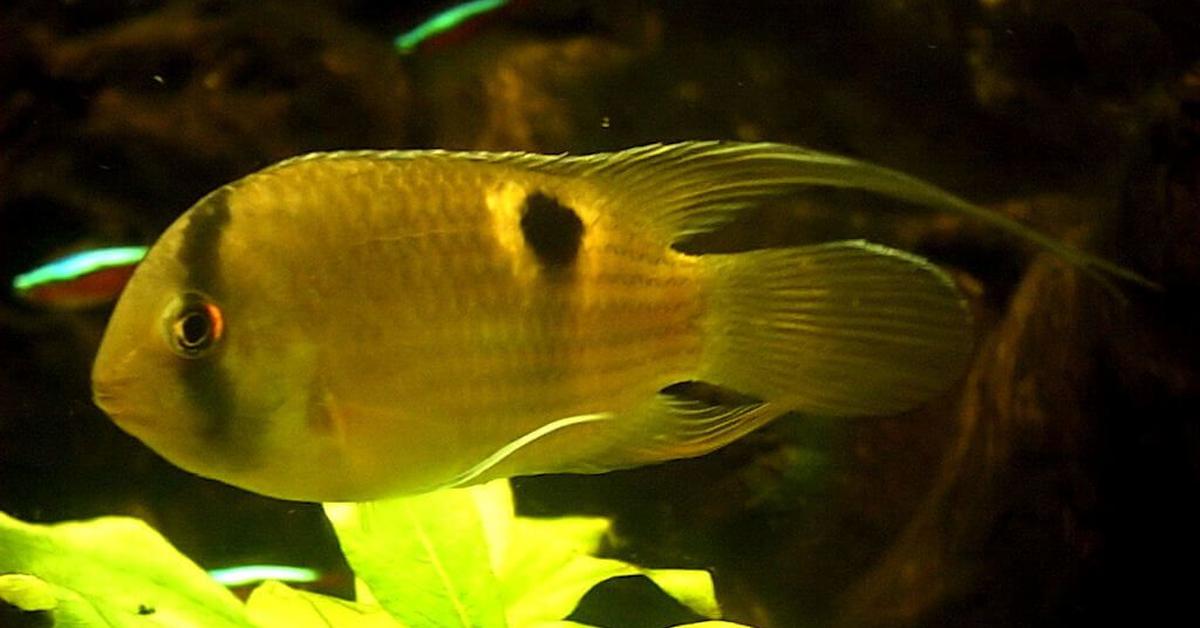 Snapshot of the intriguing Keyhole Cichlid, scientifically named Cleithracara maronii.