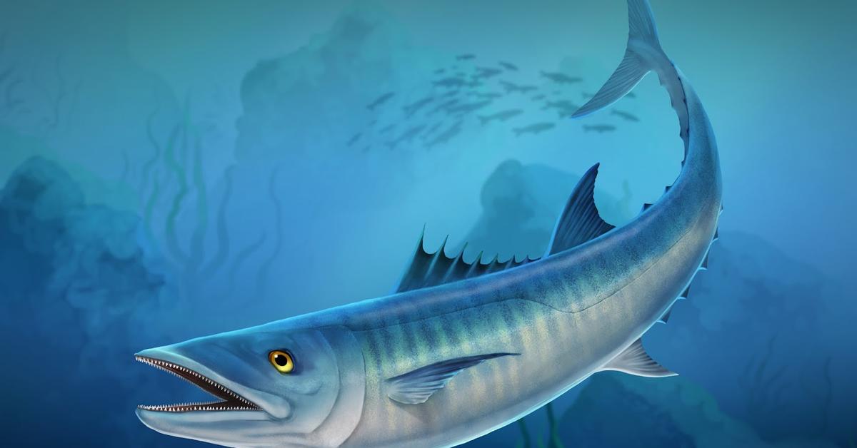 The majestic King Mackerel, also called Ikan Tenggiri Raja in Indonesia, in its glory.